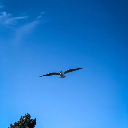 Glücks-burg Stern Glücksburg